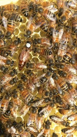 Image 13 of Mated Queen Bee 2024 for sale