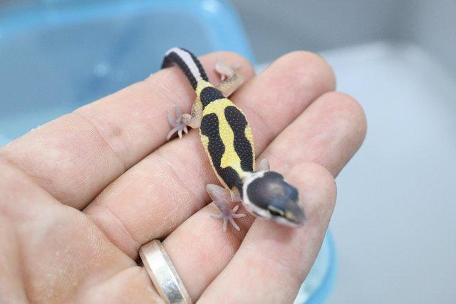 Image 6 of Leopard Gecko (Bold Bandit) (poss hets below) hatch 28/7/23