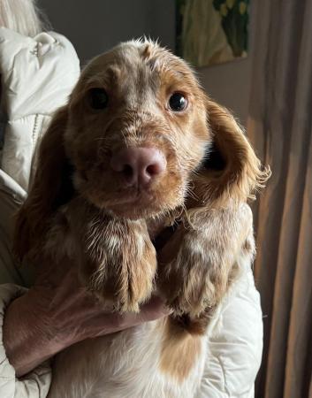 Image 6 of KC Registered Cocker Spaniel Puppies