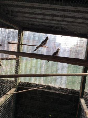 Image 4 of Breeding pairs & 1 year old cockatiels
