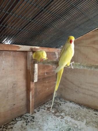 Image 2 of Ringneck Lutino pair for sale