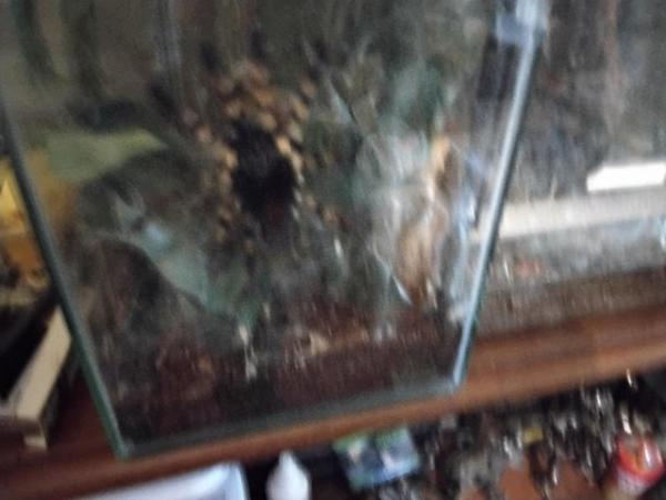 Image 2 of For sale various breeds of tarantulas
