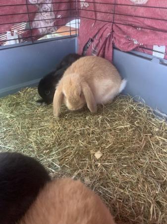 Image 3 of MINI LOPS RABBITS FOR SALE