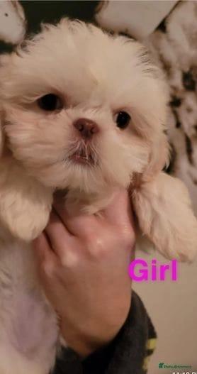 Preview of the first image of Kc reg shih tzu puppies for sale.
