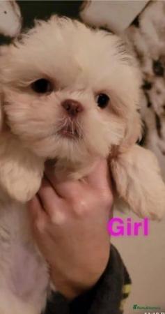 Image 1 of Kc reg shih tzu puppies for sale