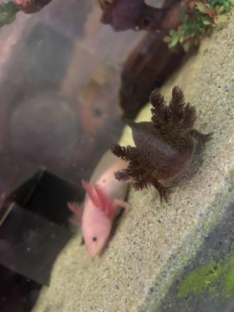 Image 6 of Lovely axolotls looking for new home