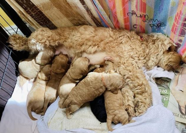 Image 2 of F2 Cockerpoo puppies 3 girls and 4 boys