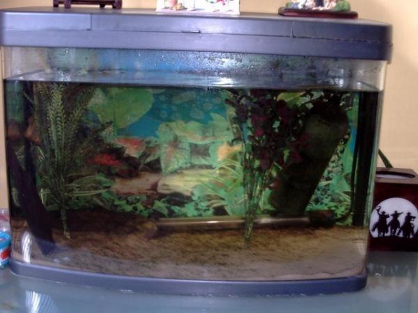 Image 2 of For sale fish tank, in good condition
