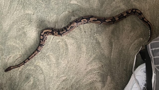 Preview of the first image of 7 year old Ball python with full vivarium.