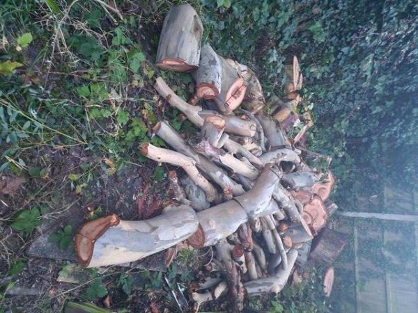 Image 1 of Fresh Eucalyptus logs for sale