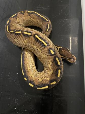 Image 8 of Various royal pythons for sale