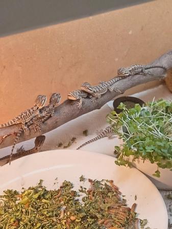 Image 9 of Babies bearded dragons are looking for forever home