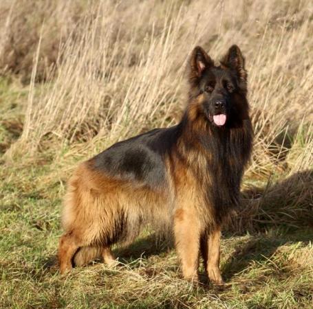 Image 8 of FOR STUD ONLY! Top class Large KC German Shepherd male