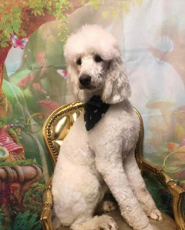 Preview of the first image of PROVEN STANDARD POODLE STUD KC REGISTERED.