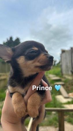 Image 6 of Chihuahua puppies for sale