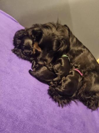 Image 12 of Last 1 left - Stunning KC DNA Tested Working Cocker Puppies
