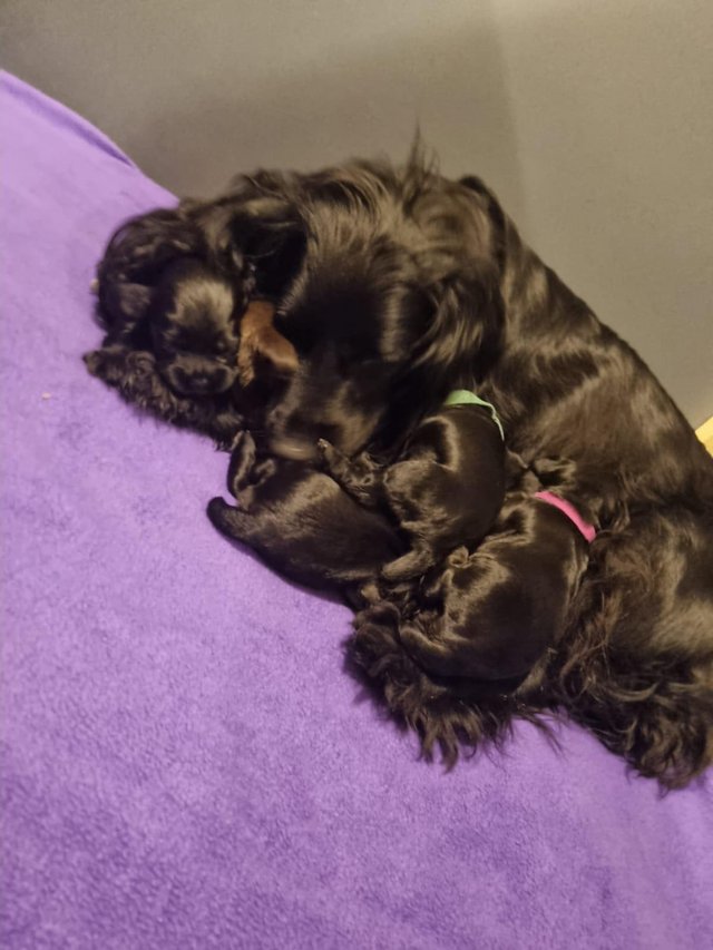 Preview of the first image of Last 1 left - Stunning KC DNA Tested Working Cocker Puppies.