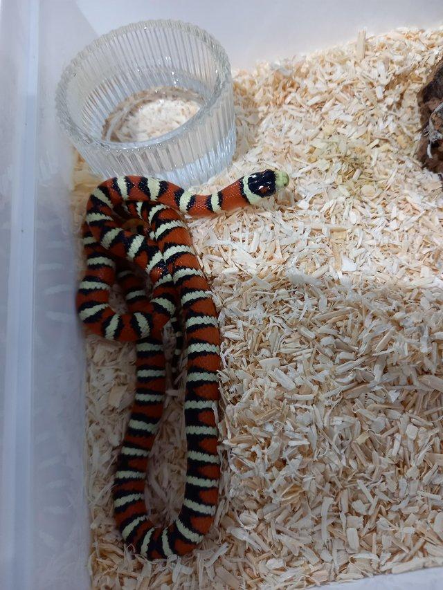 Preview of the first image of Arizona mountain kingsnake home bred babys.