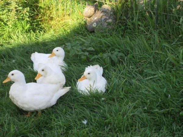 Image 3 of White Call Ducks, 3 boys available.