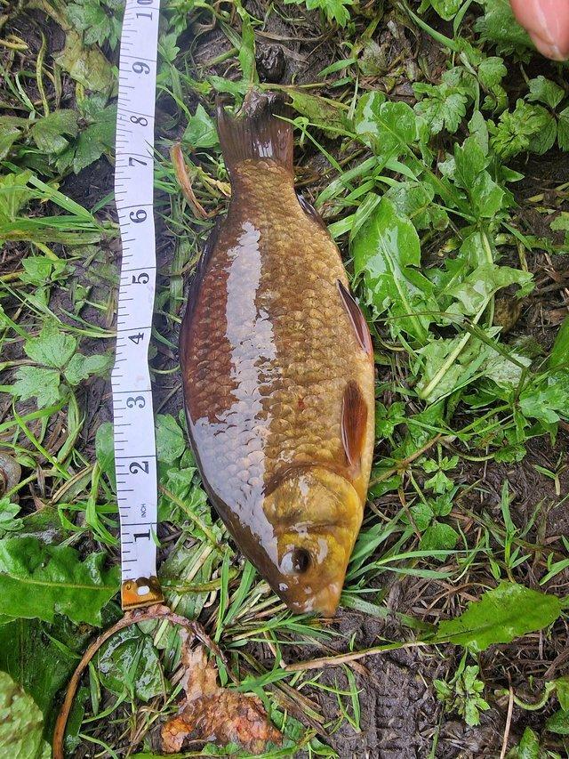 Preview of the first image of Crucian Carp Pond Fish up to 10".
