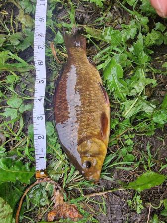 Image 1 of Crucian Carp Pond Fish up to 10"