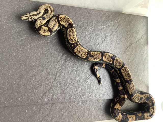 Preview of the first image of 3year old male Peruvian long tail boa constrictor.