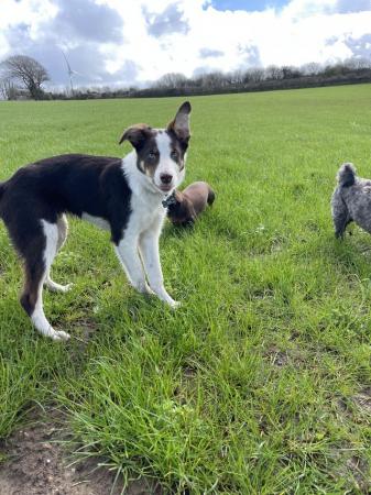 Image 1 of 6 month old collie x huntaway