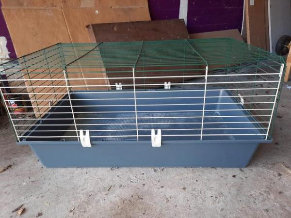 Image 2 of Gorgeous baby boy guinea pigs in need of new loving homes