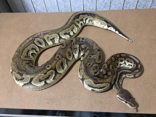 Image 4 of OPEN TO OFFERS ROYAL PYTHONS male and females