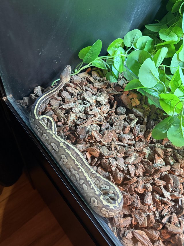 Cinnamon Mojave royal python 2025 “sold as female “ — photo 2 of 4