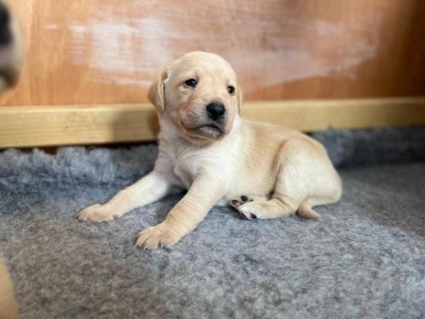 Image 6 of All pups now sold | Ready 3rd July