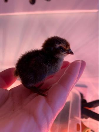 Image 6 of Day old to 2 week Japanese Quails in Many Colours Inc Black