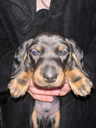 Image 4 of Dachshund pups ready to leave now!!