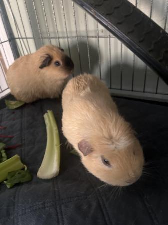 Image 5 of 3 month old male Guinea pigs