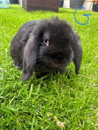 Image 9 of Male and Female Mini Lop Rabbits For Sale