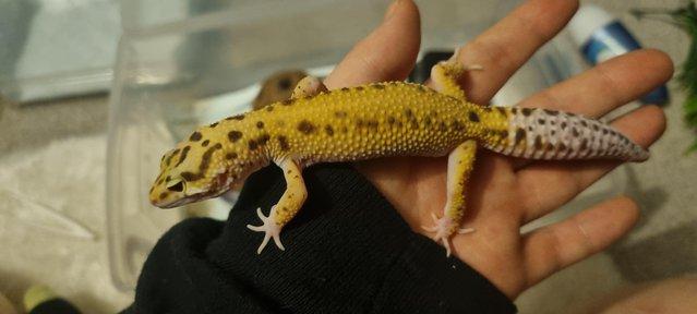 Image 5 of Leopard geckos 2 years old different morphs