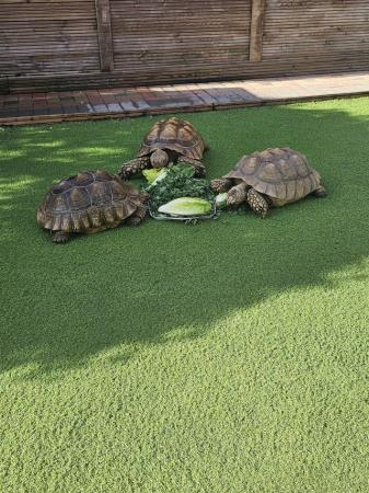 Image 5 of Adult Sulcata tortoises (breeding trio)