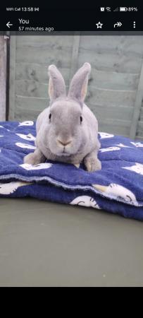 Image 3 of Lovely friendly mini rex boys (delivery possible)