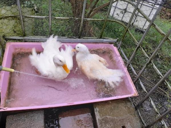 Image 1 of Aylesbury / Campbell High Fertility Duck Hatching Eggs £2.50