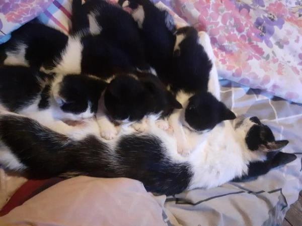 Image 4 of 5.Kittens 9 weeks oldon 24th april 2024,