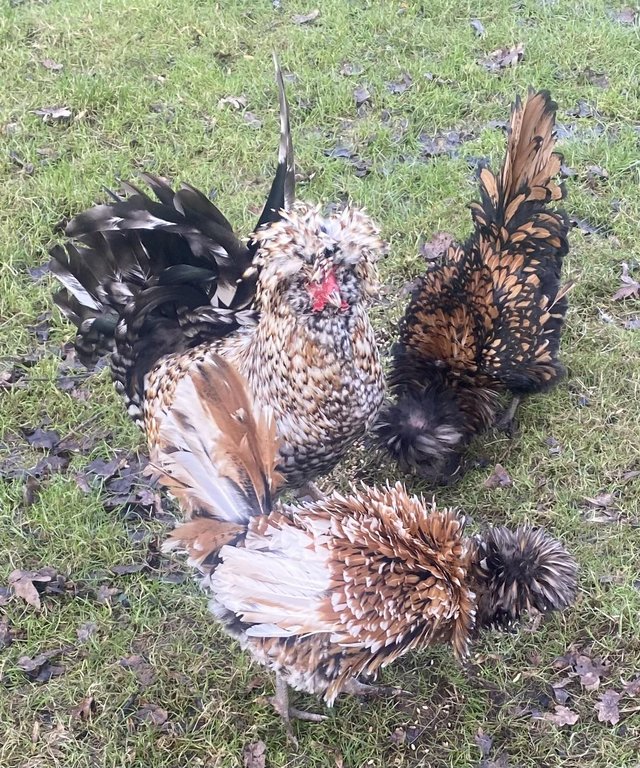 Preview of the first image of 6 Polish frizzle large bantam hatching eggs.
