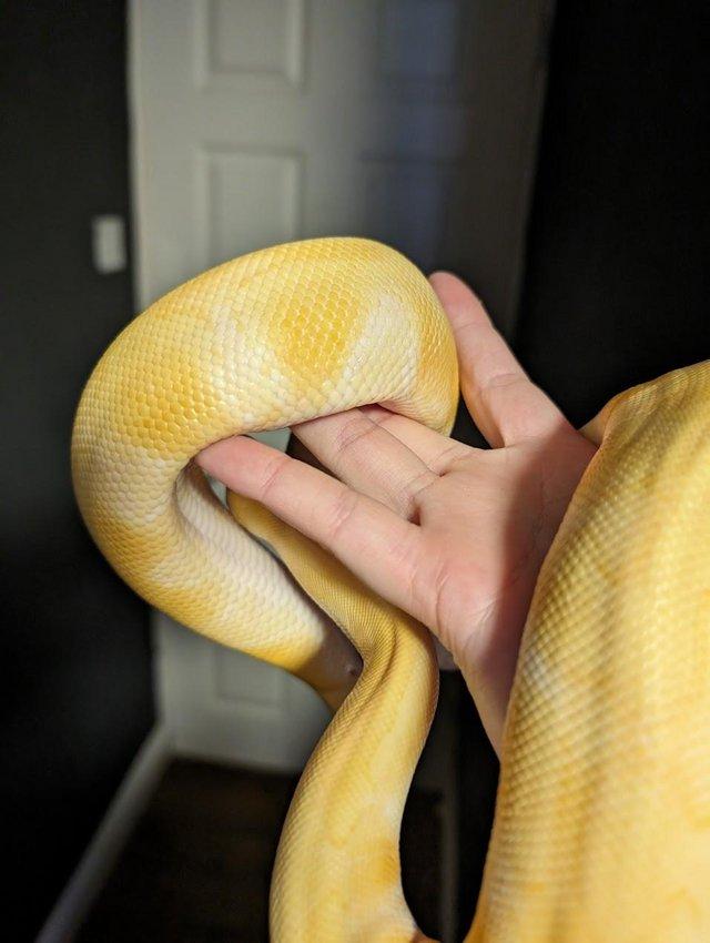 Preview of the first image of Albino Enchi Adult Female Ball Python Royal Python.
