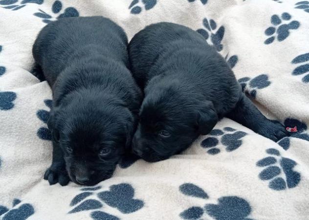 Image 4 of Delightful Black Labrador Puppies for Sale