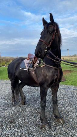 Image 1 of 16h Friesian Mare for Part Loan - Gilberdyke