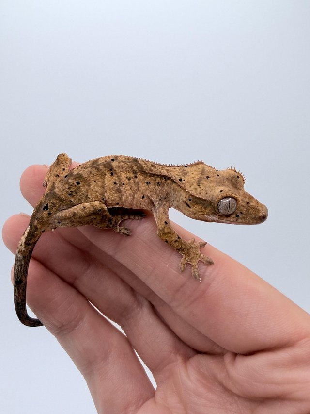 Crested gecko babies available — photo 2 of 4