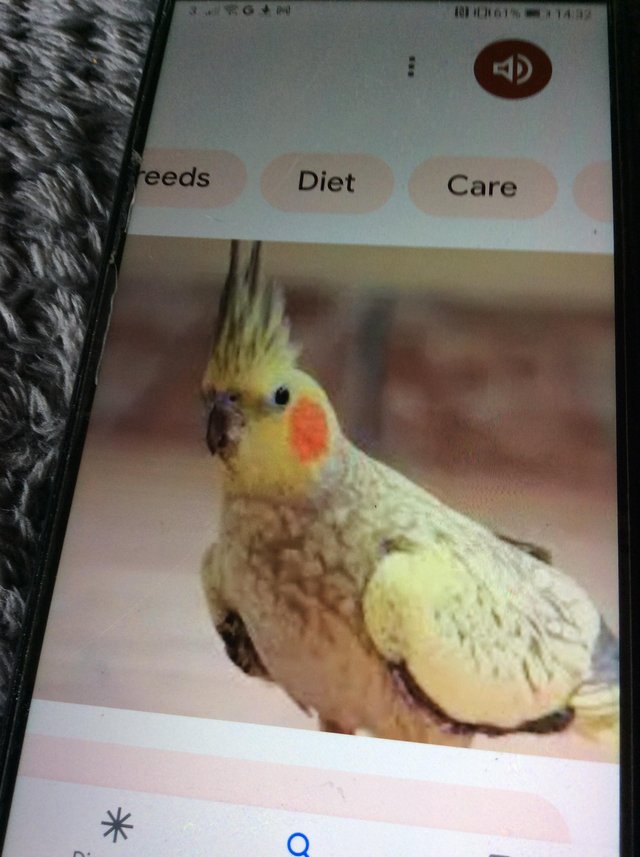 Preview of the first image of Wanted female cockatiel .for aviary.