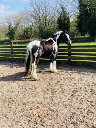 Image 2 of Skewbald cob mare 4 years old 13.1hh