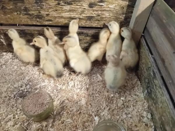 Image 1 of 9 Silver Appleyard ducklings for sale. RESERVED