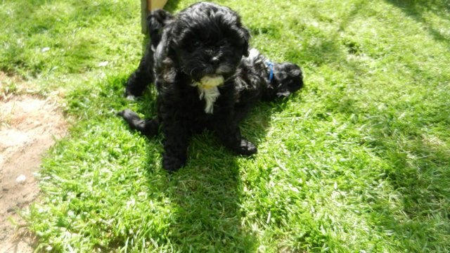 Preview of the first image of Shih tzu cross miniature poodle pups.