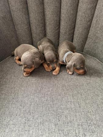 Image 5 of Dachsund Puppies for sale